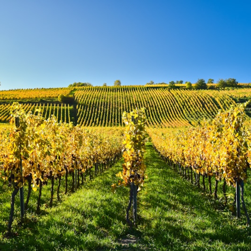 Alsace
