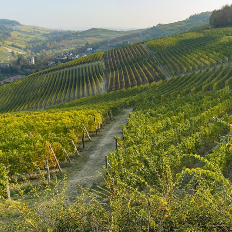 Barolo