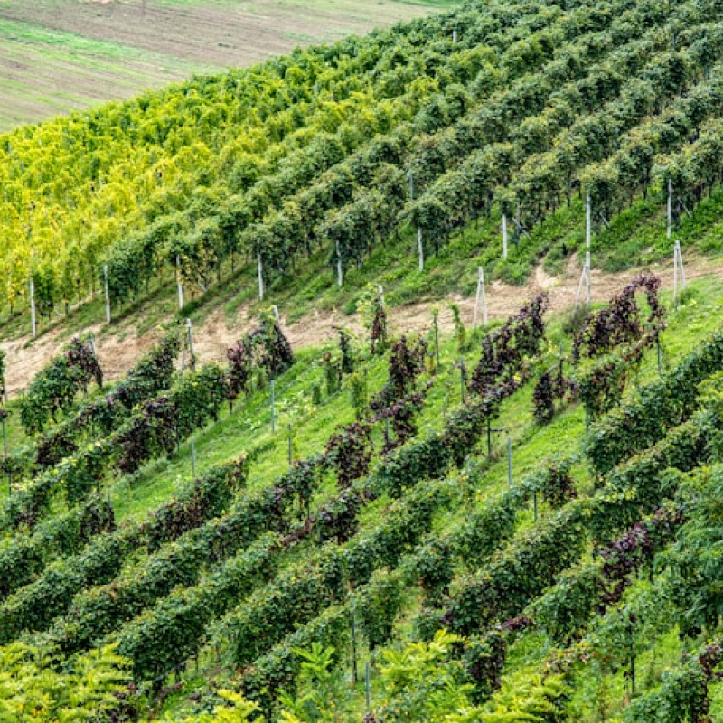 Barbaresco