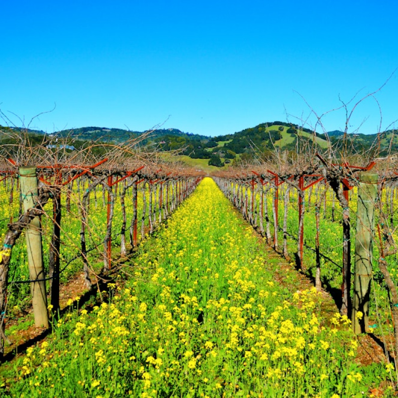 Sonoma Valley