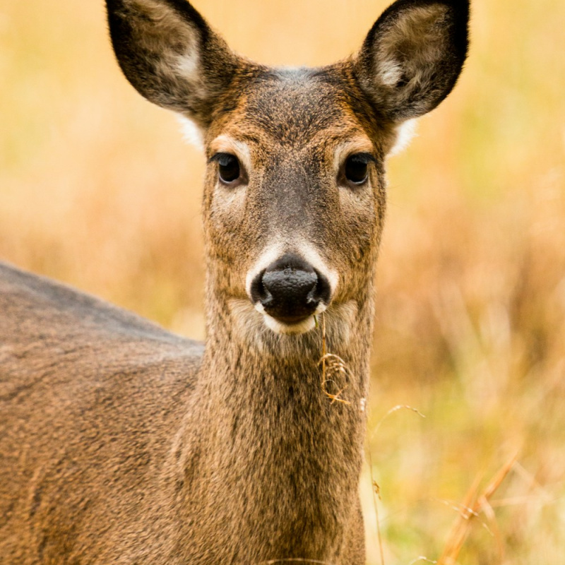 Game (deer, venison)