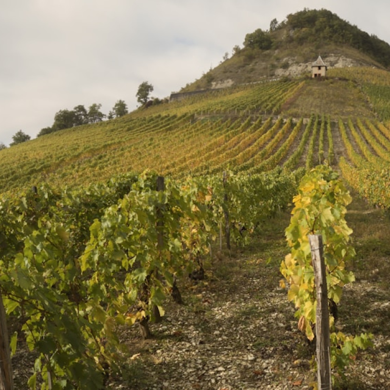 Vall&eacute;e du Rh&ocirc;ne (Rh&ocirc;ne Valley)