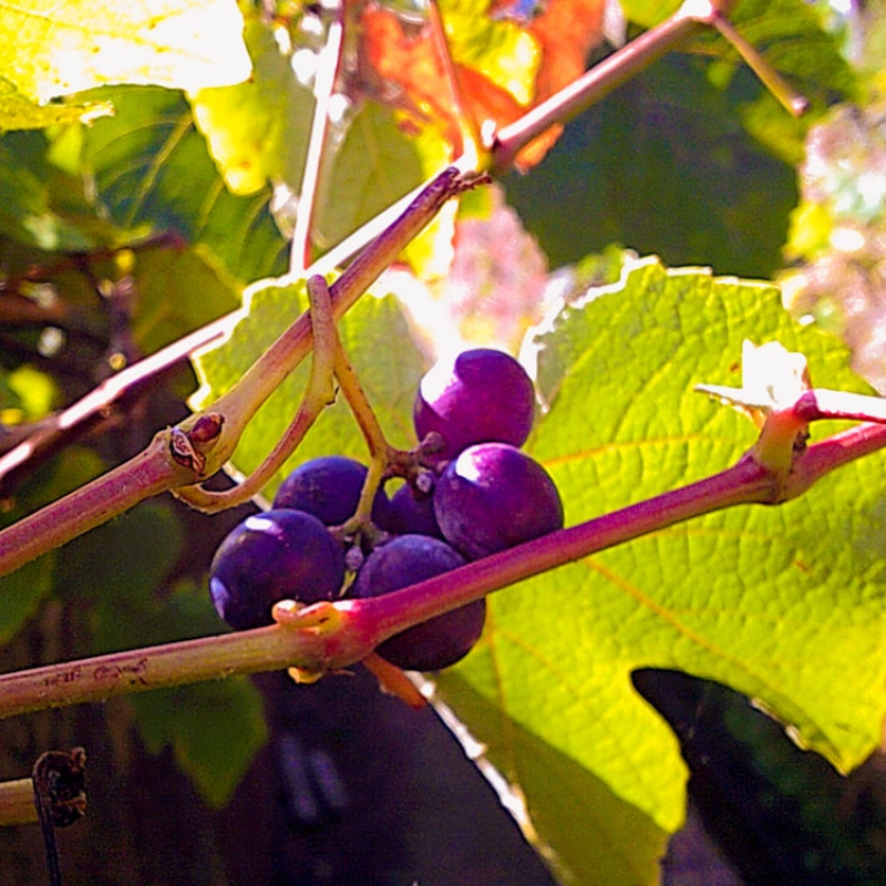 Vinho Verde