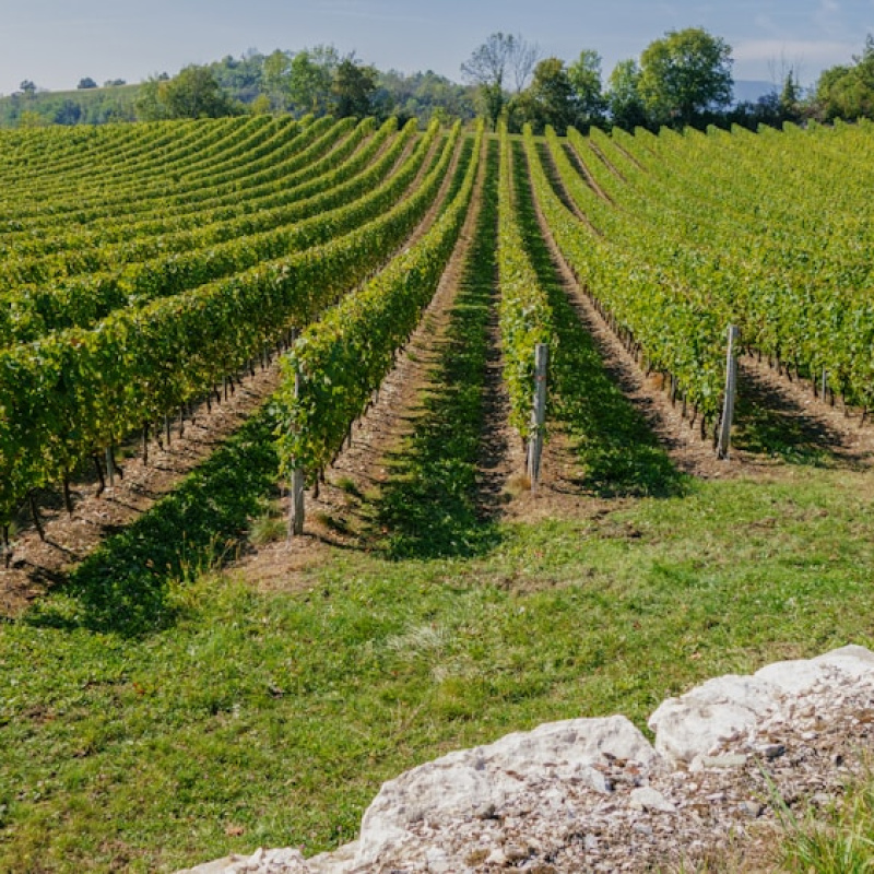 Savoie et Bugey