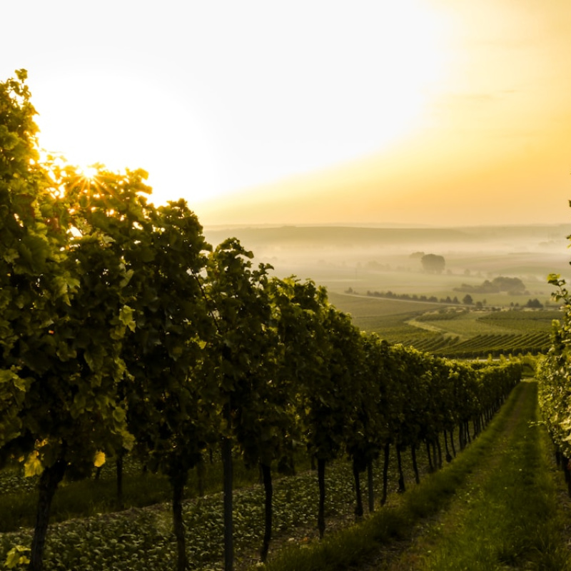 Rheinhessen