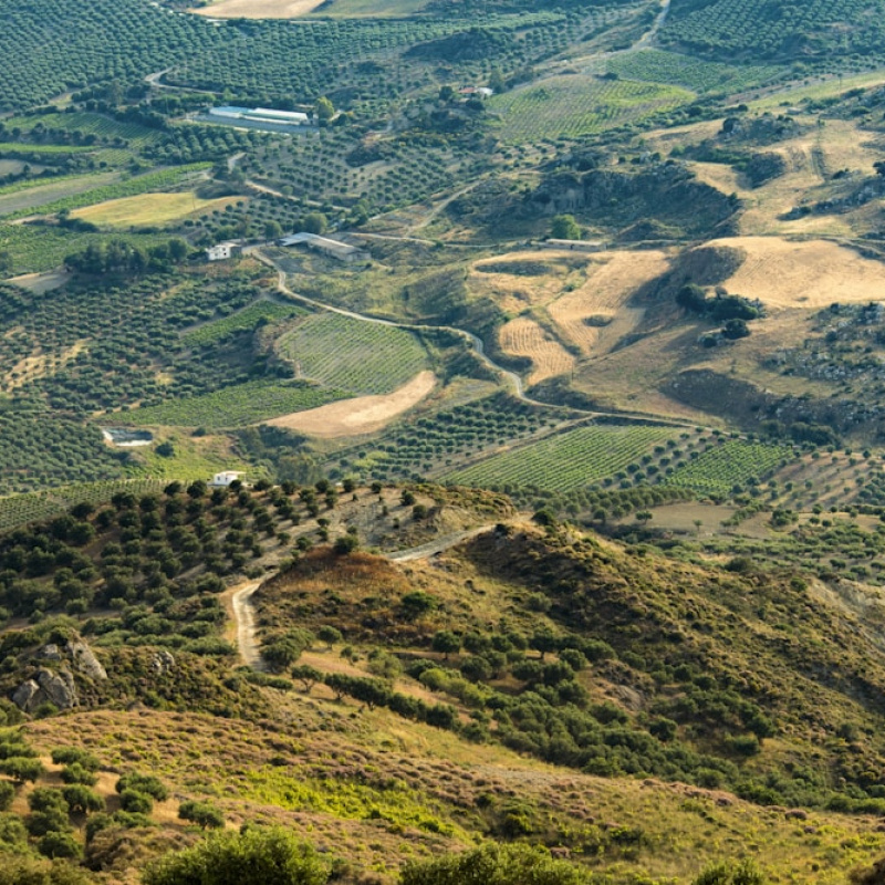 Judean Hills