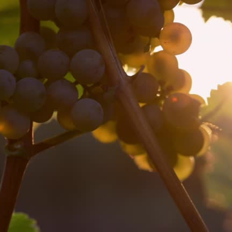 Angelico Winery