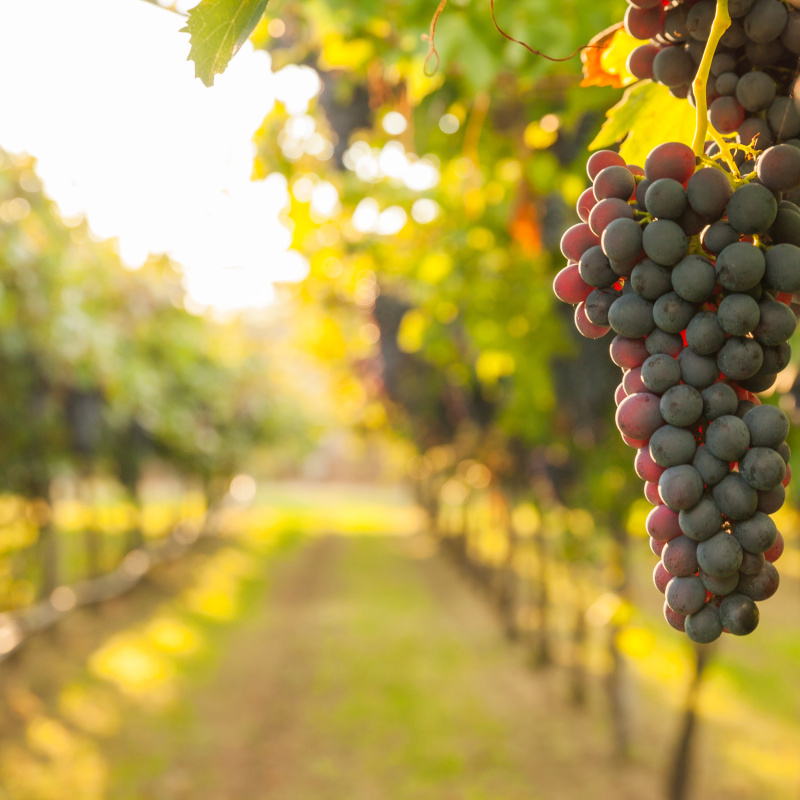 Buckley Vineyards