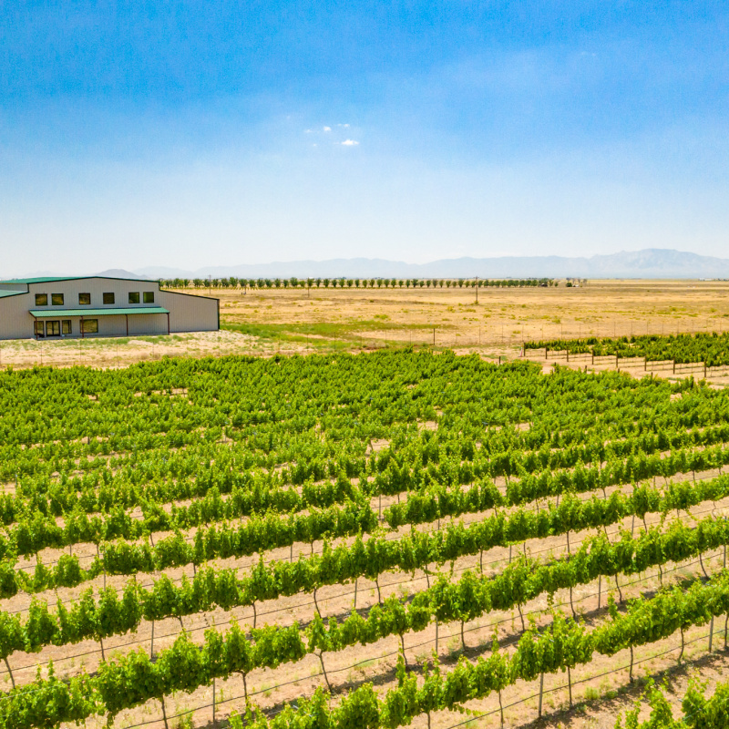 Carlson Creek Vineyard