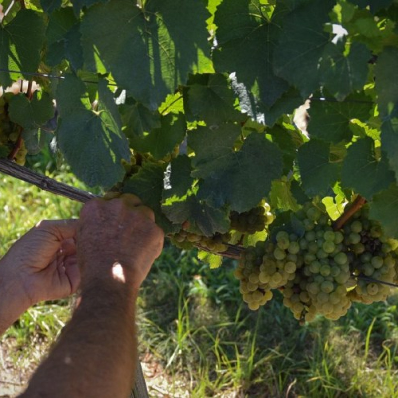 Cedarvale Winery