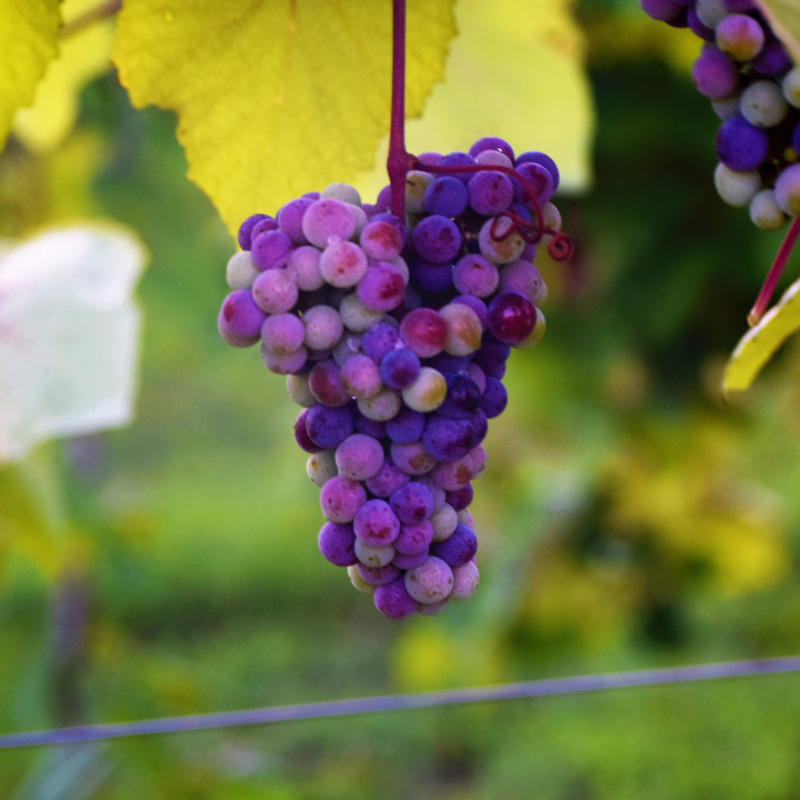 Chateau Meichtry