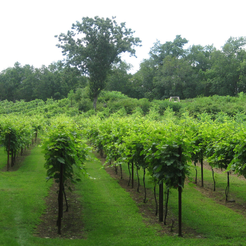 Clearview Vineyard