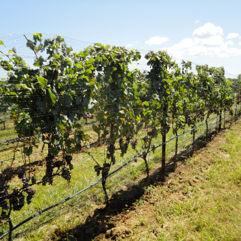 Farrm Wines