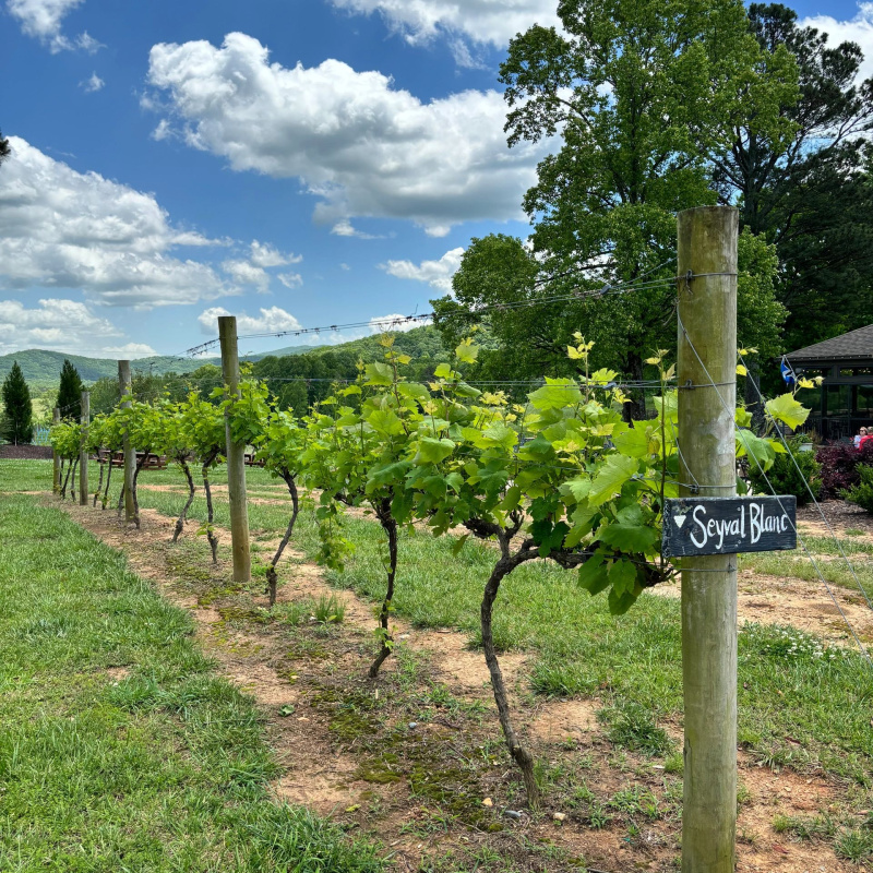 Grape Escape Wine Adventures
