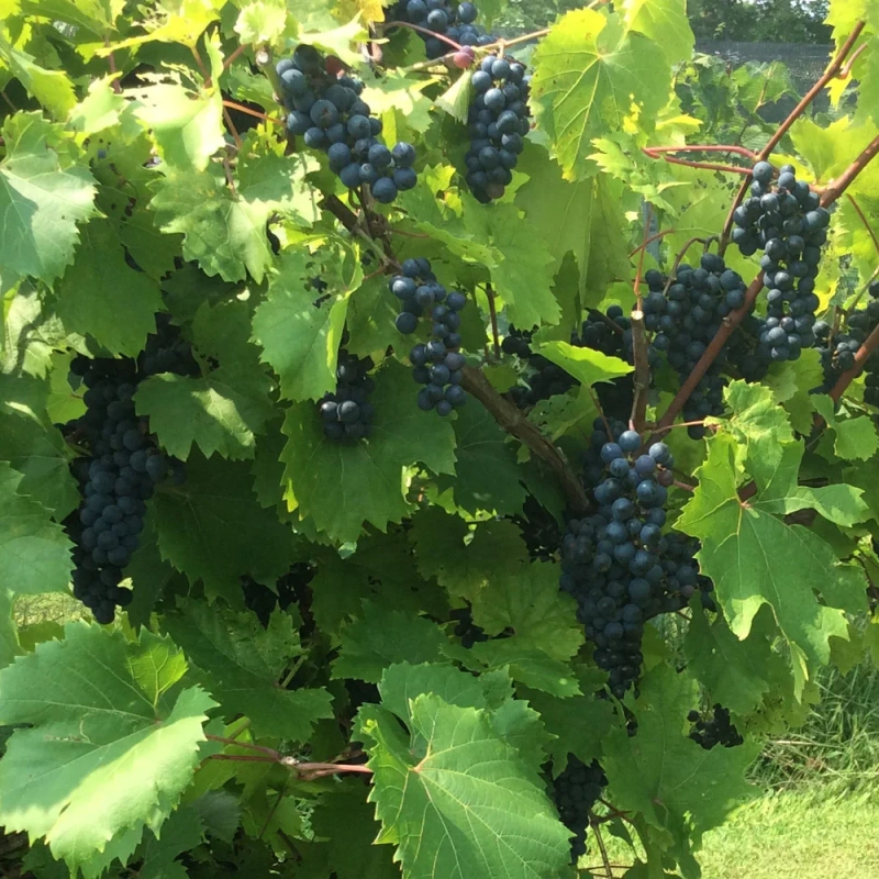 Les Trois Emme Winery
