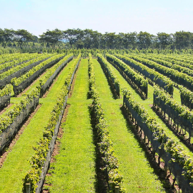Lieb Cellars