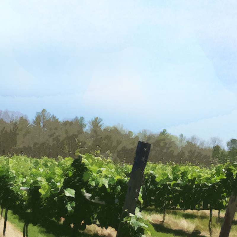 Nickle Creek Vineyard