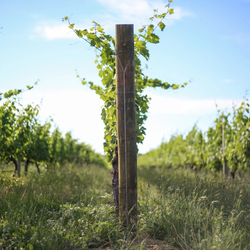 Palmer Vineyards