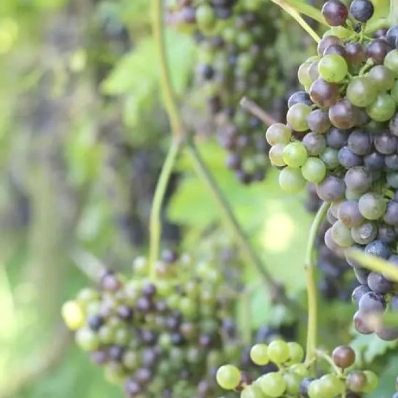 South Ridge Wine