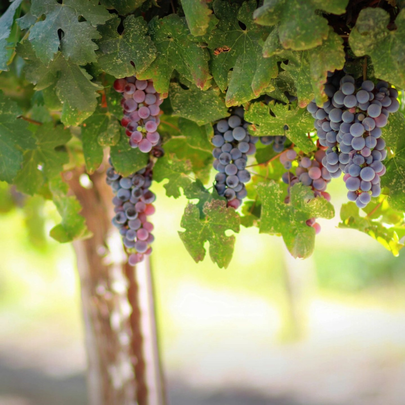 Stappa Vineyard