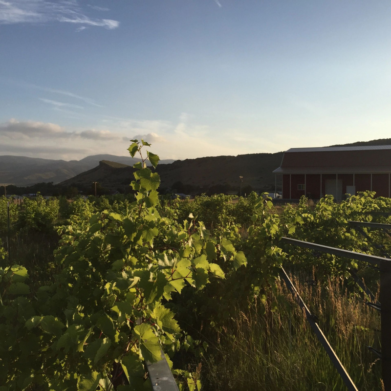 Ten Bears Winery