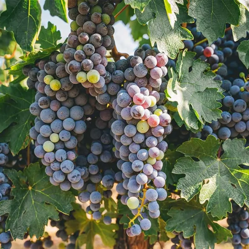 Turks Head Wines