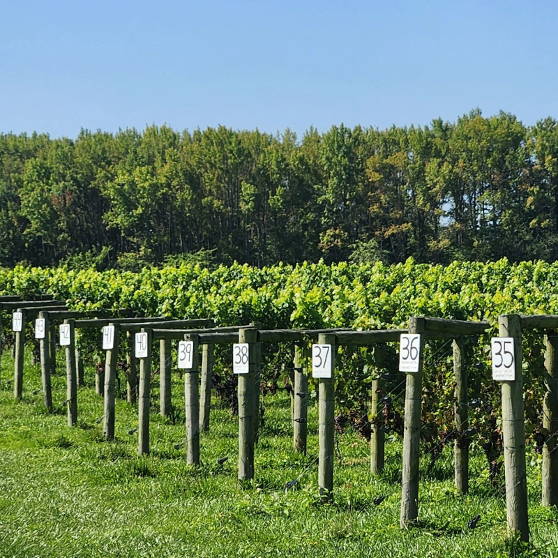 Working Dog Winery
