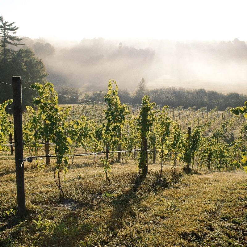 Agronomy Farm Vineyard