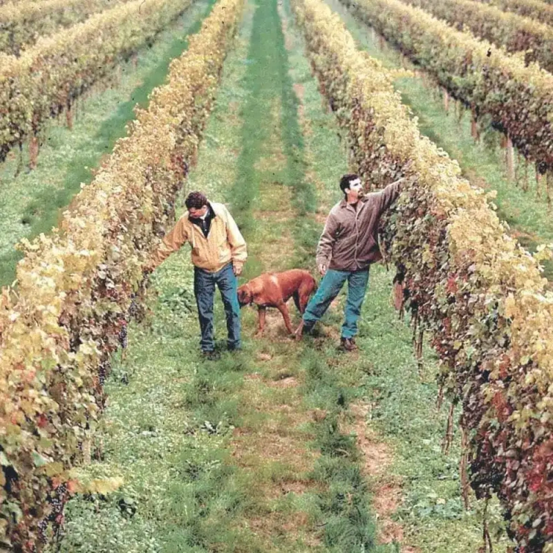 Newport Vineyards