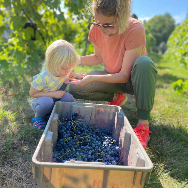 Verde Vineyards