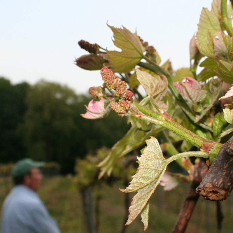 Bethlehem Vineyard