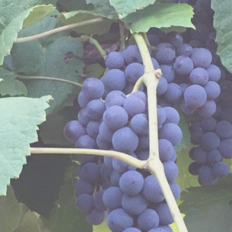 Dahlem Vineyard