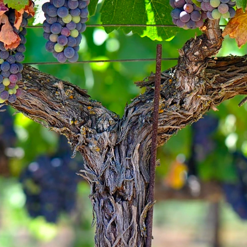 Hopewell Valley Vineyards