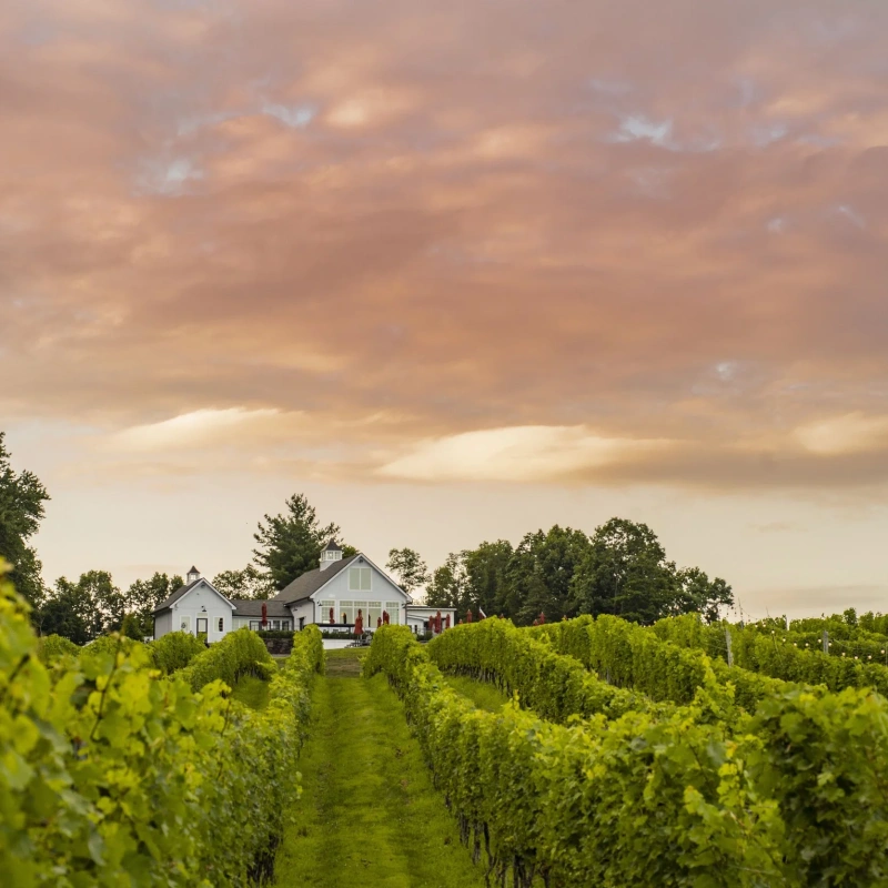 Milea Estate Vineyard