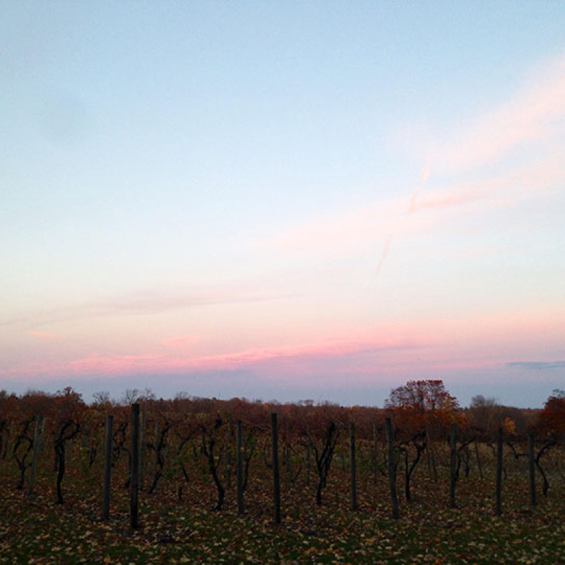 Rushland Ridge Vineyards